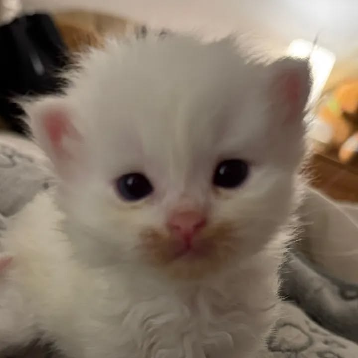 kitty